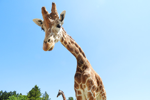 カバ 動物図鑑 那須サファリパーク カバ 動物図鑑 那須サファリパーク