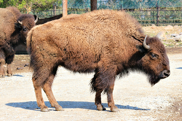 キリン 動物図鑑 那須サファリパーク キリン 動物図鑑 那須サファリパーク