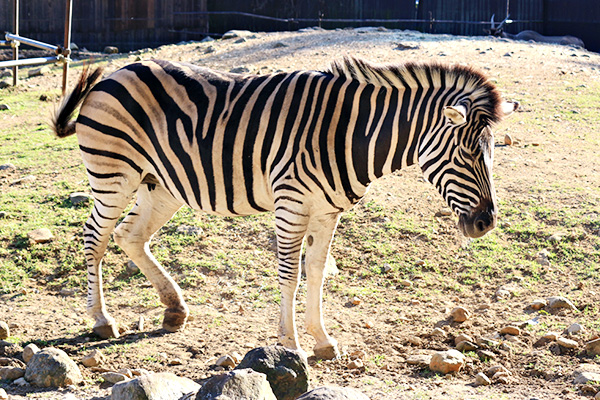 アジアスイギュウ 動物図鑑 那須サファリパーク アジアスイギュウ 動物図鑑 那須サファリパーク