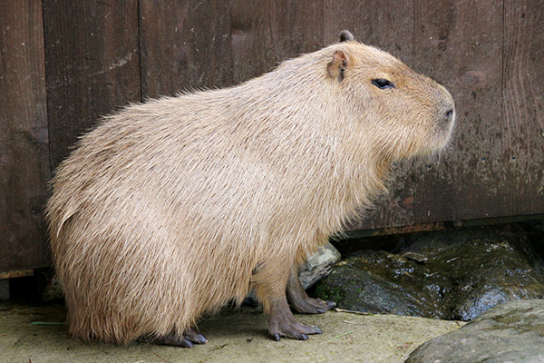 ファロージカ 動物図鑑 那須サファリパーク ファロージカ 動物図鑑 那須サファリパーク