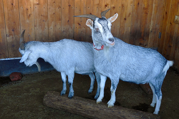ヤク 動物図鑑 那須サファリパーク ヤク 動物図鑑 那須サファリパーク