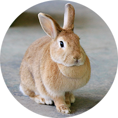 動物図鑑 那須サファリパーク