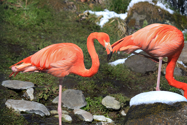 カピバラ 動物図鑑 那須サファリパーク カピバラ 動物図鑑 那須サファリパーク