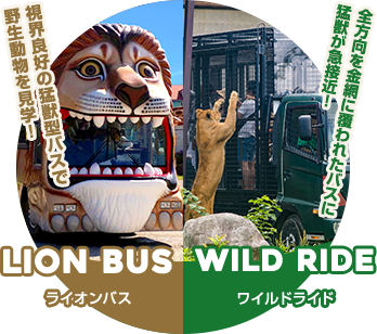 入園方法 那須サファリパーク 入園方法 那須サファリパーク