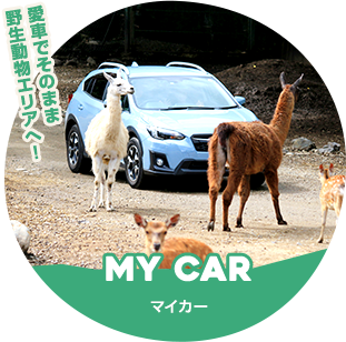 入園方法 那須サファリパーク 入園方法 那須サファリパーク