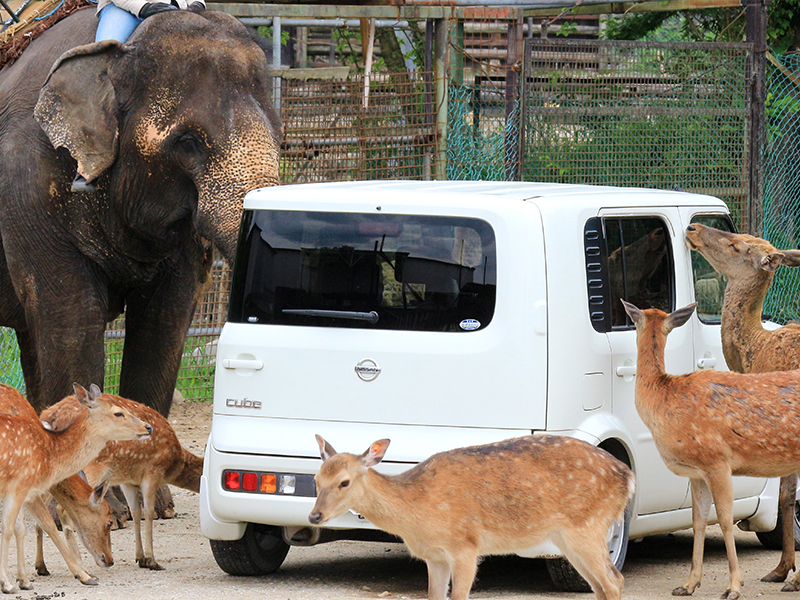 入園方法 那須サファリパーク 入園方法 那須サファリパーク