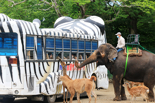 入園方法 那須サファリパーク 入園方法 那須サファリパーク