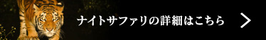 ナイトサファリの詳細はこちら