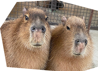 園内マップ 那須サファリパーク 園内マップ 那須サファリパーク