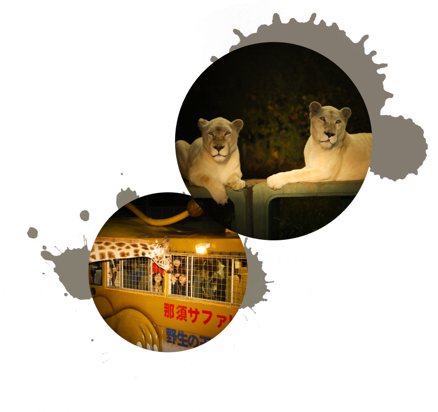 ナイトサファリのご案内 那須サファリパーク ナイトサファリのご案内 那須サファリパーク