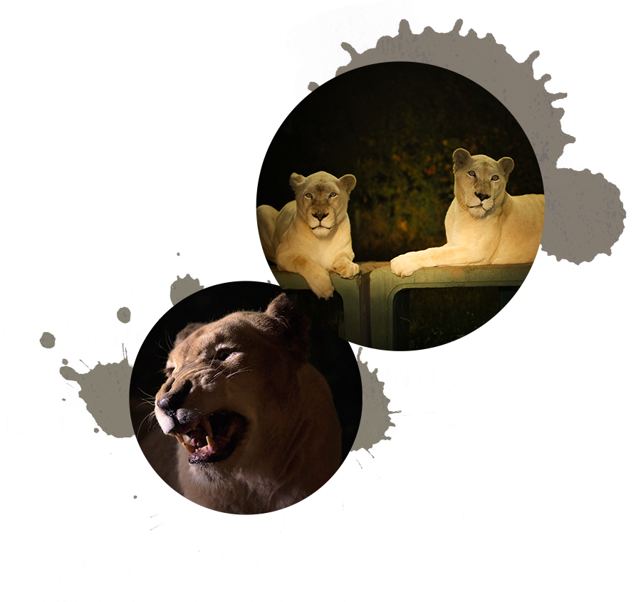 ナイトサファリのご案内 那須サファリパーク ナイトサファリのご案内 那須サファリパーク